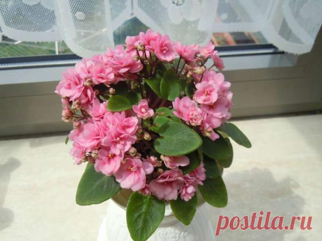 Chanta-Iana - Форум цветоводов Фрау Флора