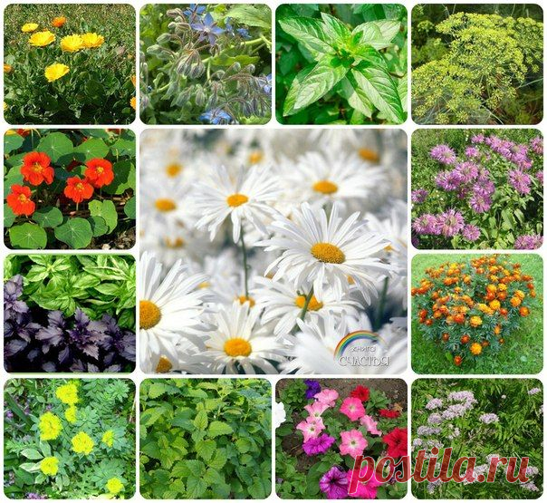 Совместимость ароматических и лекарственных растений с огородными и цветочными культурами