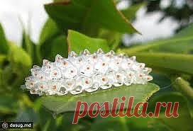 Бриллианты в траве.