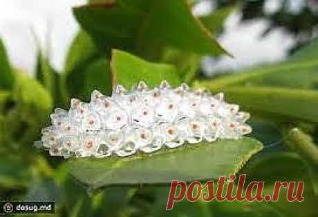 Бриллианты в траве.