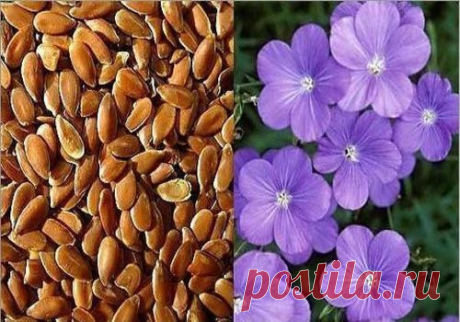 СЕМЕНА ЛЬНА ОТ ОТЕКОВ.