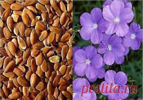 СЕМЕНА ЛЬНА ОТ ОТЕКОВ.