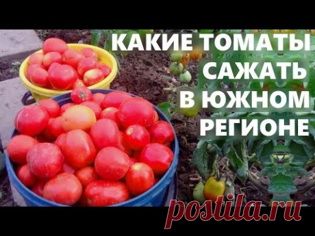 Какие томаты сажать  на юге России