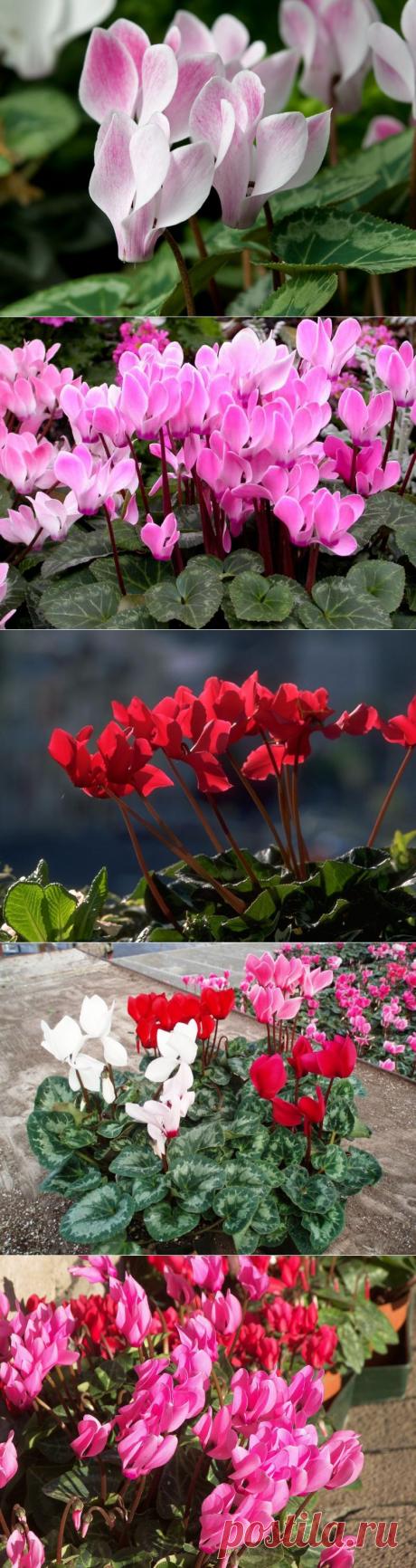 Сорта цикламена: посадка, уход, вредители.