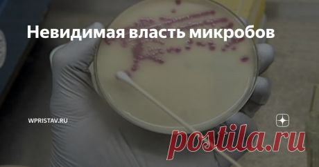 Невидимая власть микробов Мы  привыкли к тому, что микробы убивают. Из-за них мы болеем и страдаем.  Первые шаги в изучении отношений микробов и человека – история борьбы со  страшными болезнями. Но современные исследования показывают, что у  медали две стороны. И как выясняется теперь, вторая намного важнее для  человечества и интереснее...