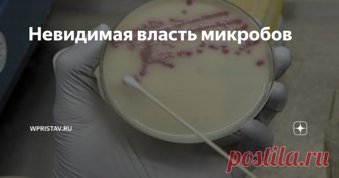 Невидимая власть микробов Мы  привыкли к тому, что микробы убивают. Из-за них мы болеем и страдаем.  Первые шаги в изучении отношений микробов и человека – история борьбы со  страшными болезнями. Но современные исследования показывают, что у  медали две стороны. И как выясняется теперь, вторая намного важнее для  человечества и интереснее...