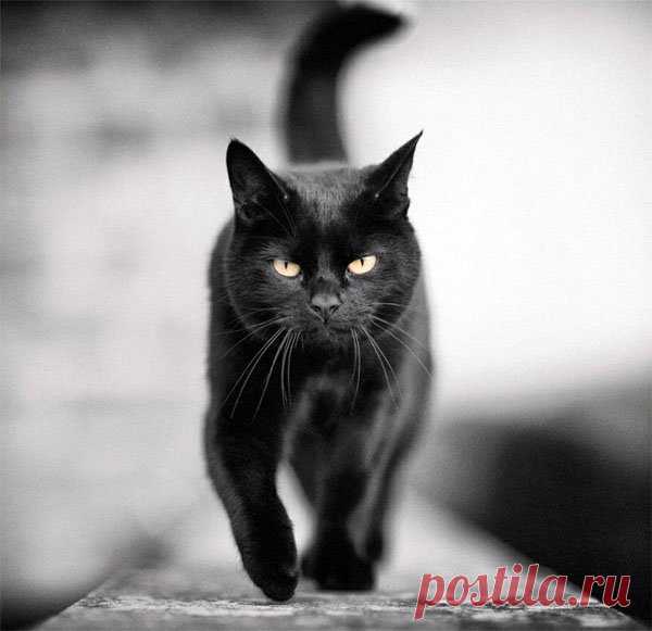 Картинки с черной кошкой (35 фото) ⭐ Забавник