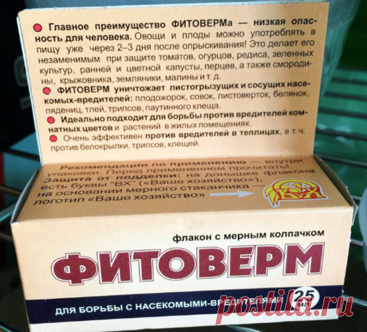 Закручиваются листья у смородины: что делать, чем обработать