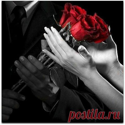 розы из рук любимого хранят тепло его рук