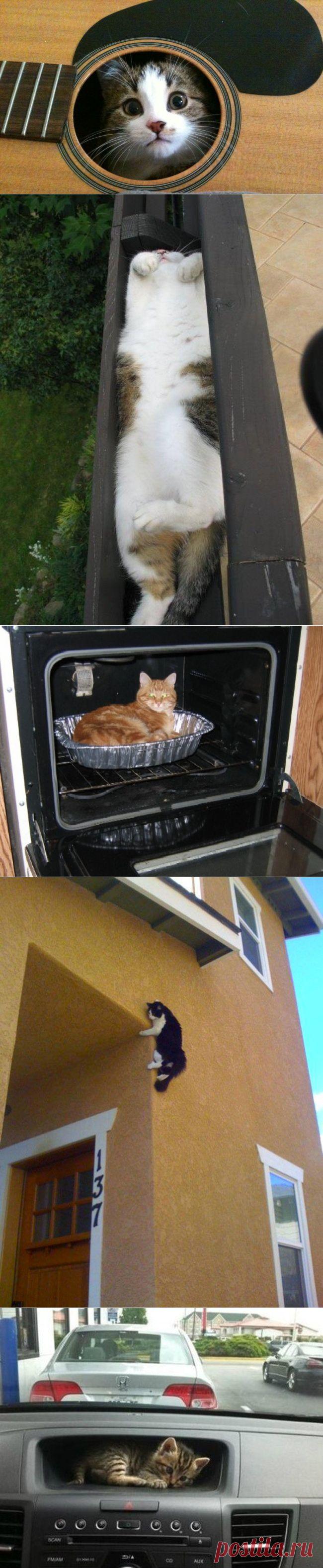 18 мест, где ты не стал бы искать своего кота