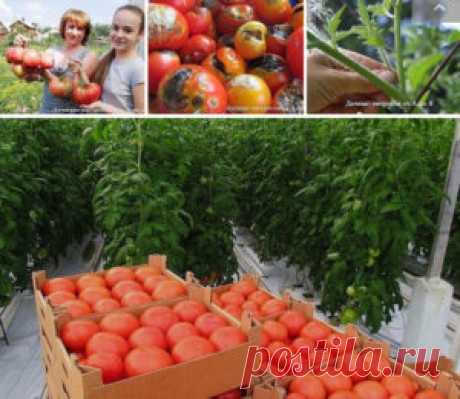 РЕКОМЕНДАЦИИ ПО ВЫРАЩИВАНИЮ ТОМАТОВ В ОТКРЫТОМ ГРУНТЕ