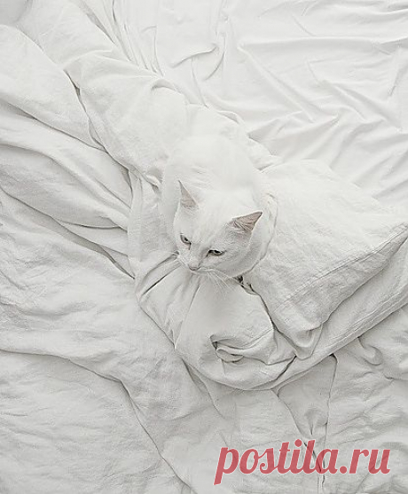 Из серии: Найди кота=)
