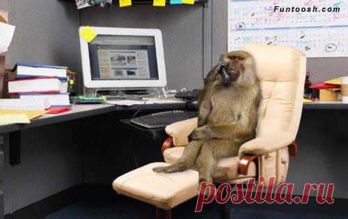 Инженерия и животные --- When Software Engineering hits the Zoo