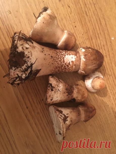 Что за гриб?