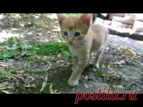 Игра игрой, а с Мамой лучше...   )