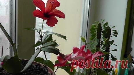 Суданская роза