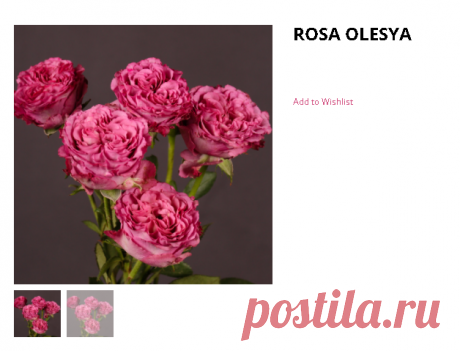 rosa olesya – Flowersense