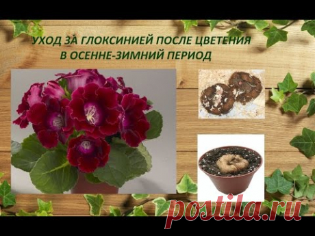 Уход за глоксинией после цветения в осенне-зимний период. Период покоя.у глоксинии.