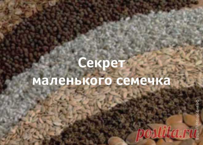 Выращивание рассады — Ваше Плодородие
