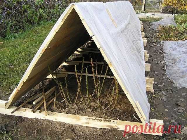 розы