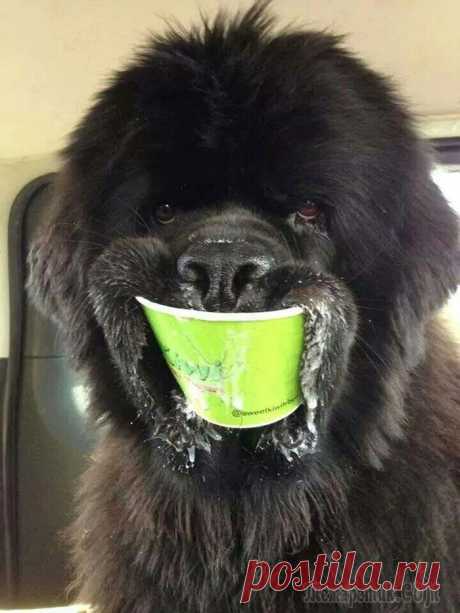 Люди делятся фотографиями своих ньюфаундлендов, и это безумие, насколько они огромны Ньюфаундленды известны своими огромными размерами и пушистыми шубками, но, если вы посмотрите поближе, вы обнаружите, что они просто нежные гиганты. Представители этой породы являются 5-ми по величине...