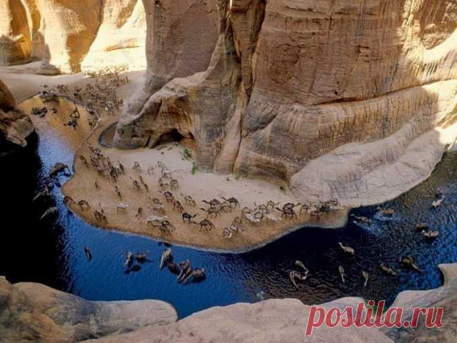 Оазис в центре Сахары — Наука и жизнь