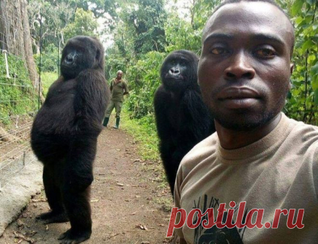 Фотофакт. Две гориллы в Конго научились позировать для селфи