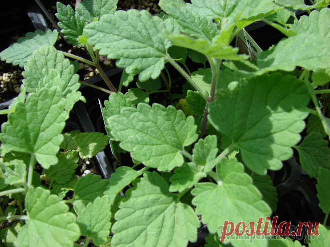 Семнадцать самых недооцененных лекарственных растений