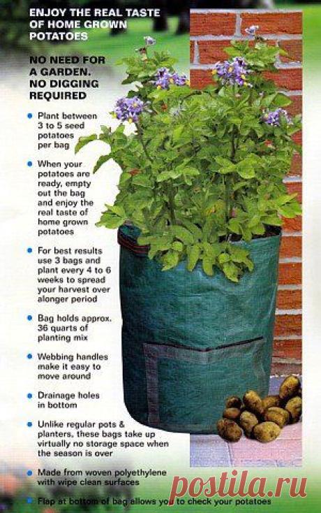 Amazon.com : Bosmere K705 Potato Deck-Patio Grow Planter Bag : Potato Barrel : Patio, Lawn & Garden