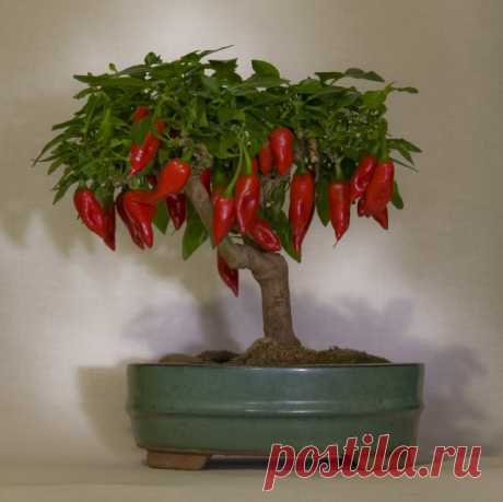 Fatalii's Growing Guide - Bonsai Chiles! (Bonchi)
