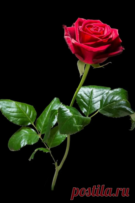 Halina S. - Google+