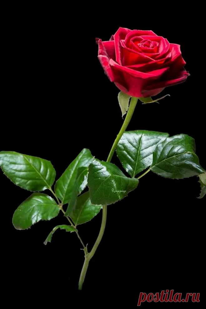 Halina S. - Google+