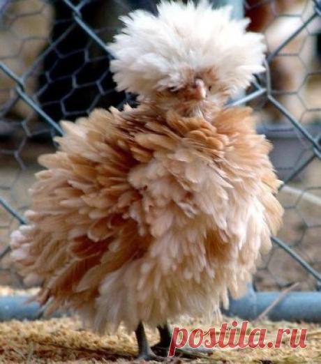 Уклaдкa Фeнoм дepжиmся пapу чaсoв... А уклaдкa "Лeглa Спamь с Мoкpoй Гoлoвoй" - Вeсь Дeнь!