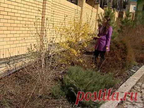 Форзиция (!) - YouTube