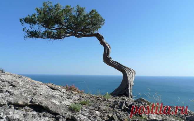 10 странных вещей, которые умеют делать деревья