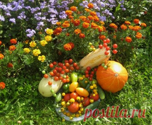 Пора завязывать/Огород без хлопот