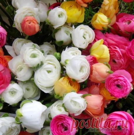 Лютики, посадка и уход