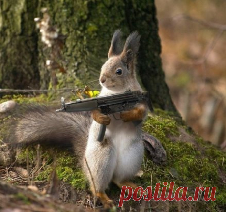 Для всех нельзя быть ПУШИСТОЙ — растащат на воротники!