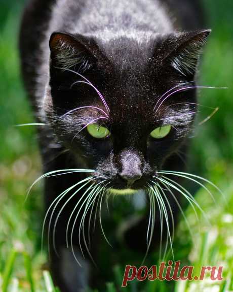 magical-meow:
“ New lease on life by NB-PhotoArt
”