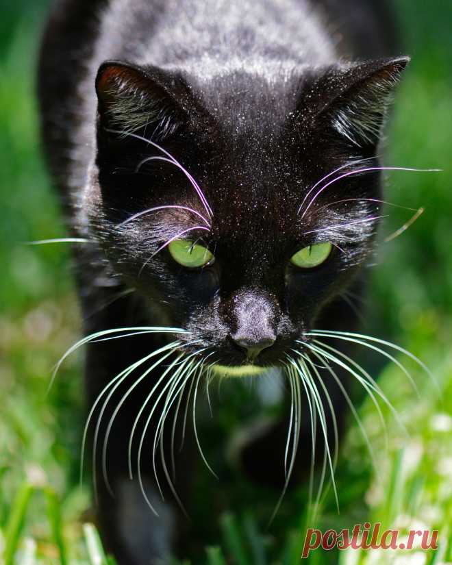 magical-meow:
“ New lease on life by NB-PhotoArt
”
