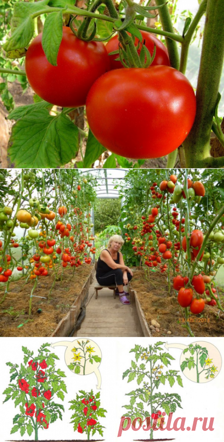 Детерминантные и индетерминантные сорта томатов — что это? » Женский Мир