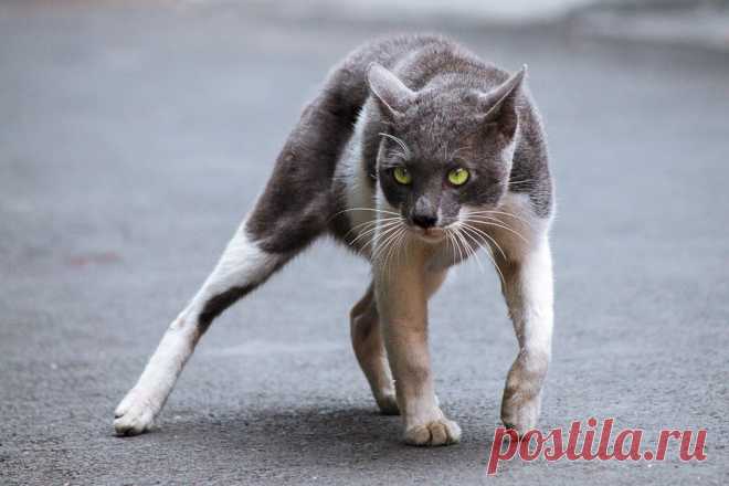 Robber Cat by Syahrul Ramadan