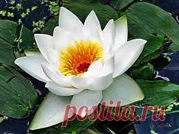 Mark-Mari: К - Кувшинка