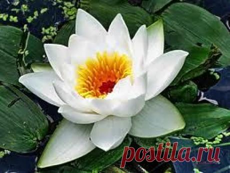 Mark-Mari: К - Кувшинка