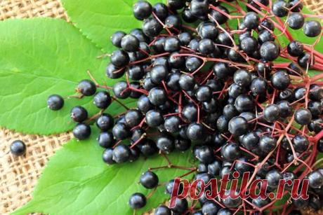 Этот вкусный сироп защитит вас ОТ ПРОСТУДЫ! | Всегда в форме!