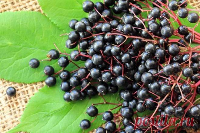 Этот вкусный сироп защитит вас ОТ ПРОСТУДЫ! | Всегда в форме!