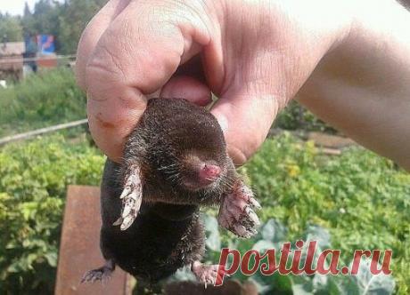 Валидол против кротов!
Вам понадобится всего лишь несколько упаковок с таблетками валидола, которые можно купить в любой аптеке. Положите по одной таблетке в каждую норку, стараясь не пропускать ни одной.