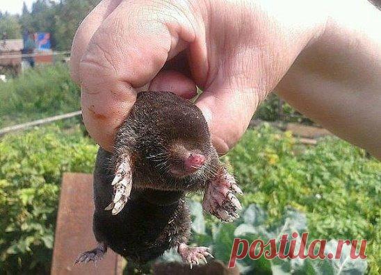 Валидол против кротов!
Вам понадобится всего лишь несколько упаковок с таблетками валидола, которые можно купить в любой аптеке. Положите по одной таблетке в каждую норку, стараясь не пропускать ни одной.