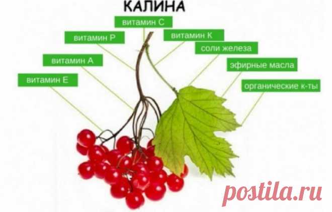 Чем так ценны косточки от калины — польза и вред «маленьких сердечек» для большого сердца и не тольк