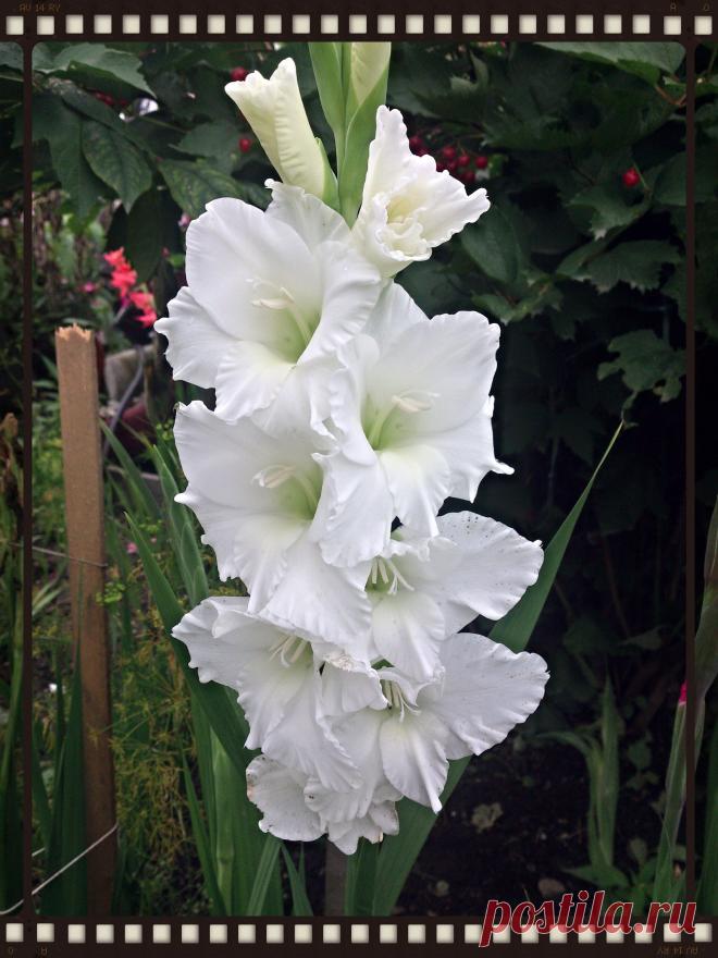 Гладиолус Белое кружево